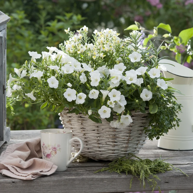 Balkonblumen "Blütenmeer & Kräuterfrische"