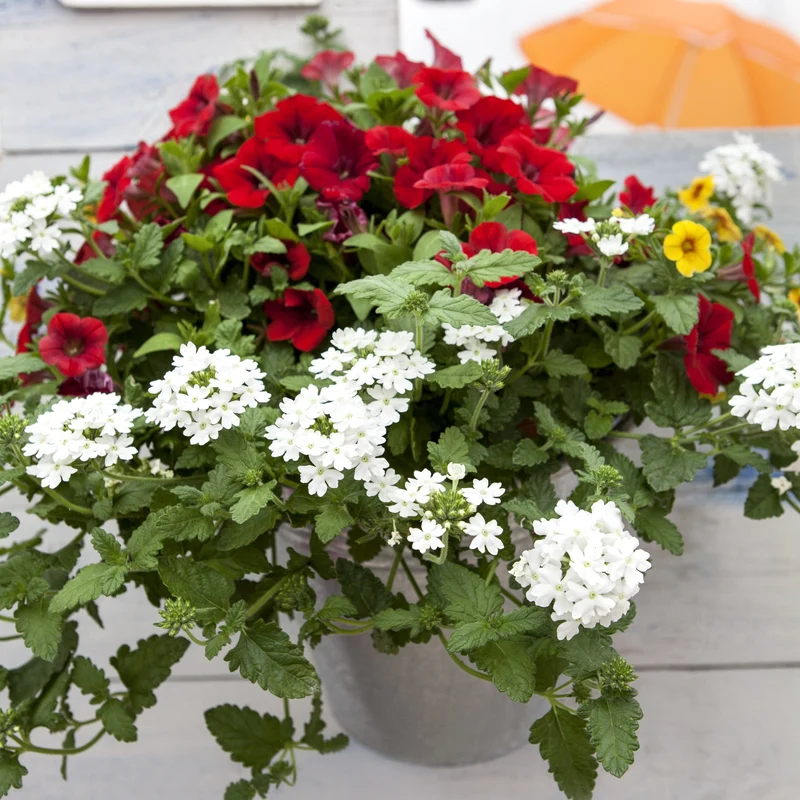 Balkonblumen "Blühender Sommer"