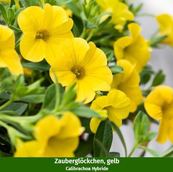 Balkonblumen "Blühender Sommer"