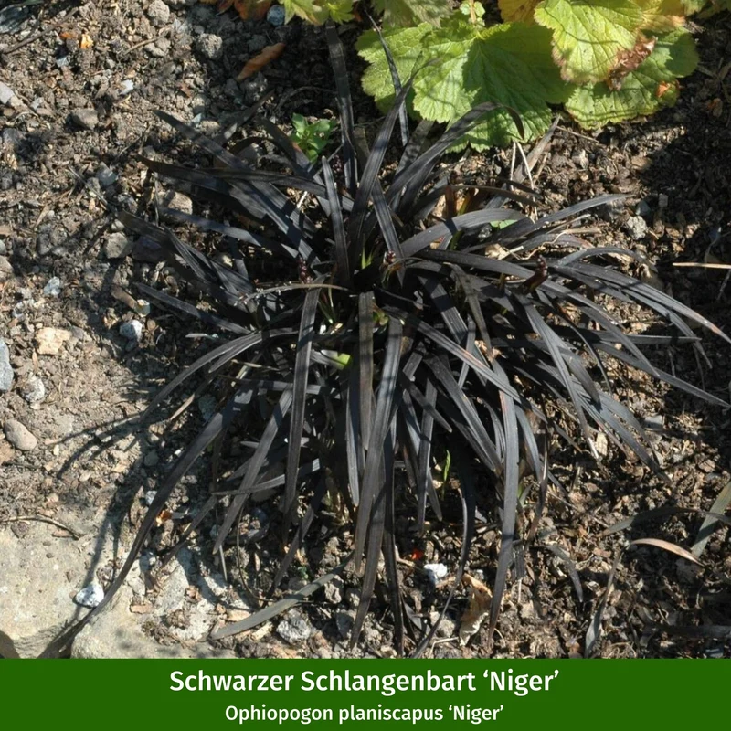 Staudenbeet "Schattenzauber"