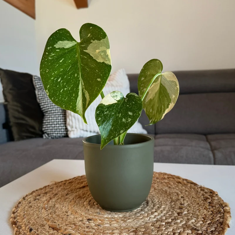 Fensterblatt 'Thai Constellation'