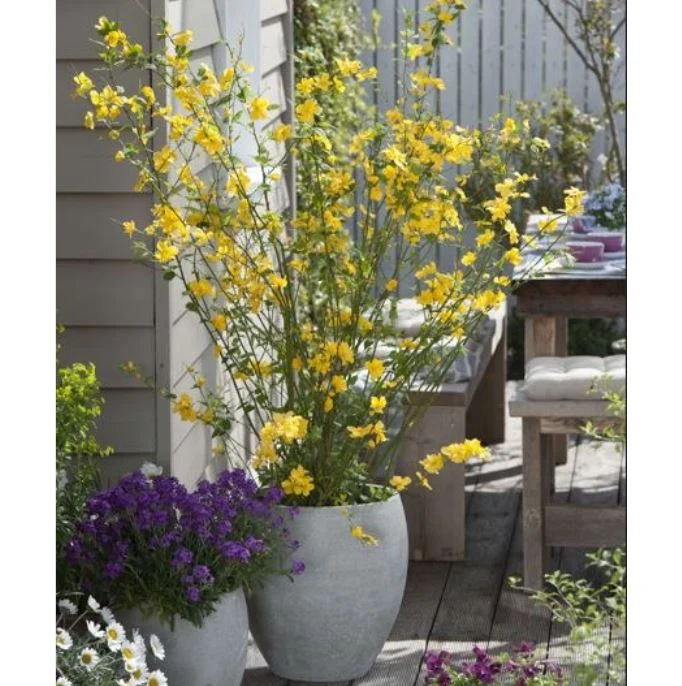 Ranunkelstrauch 'Golden Guinea'