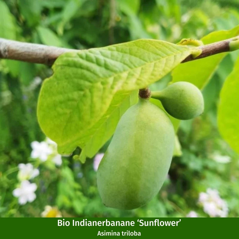 Bio-Obst "Exotisches Früchteduo"