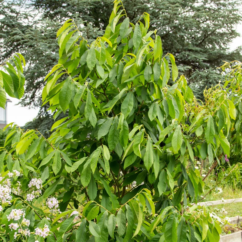 Bio-Obst "Exotisches Früchteduo"
