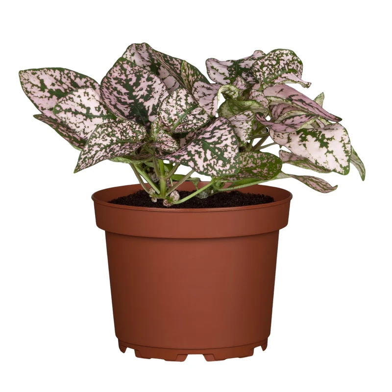 Mini-Punktblume