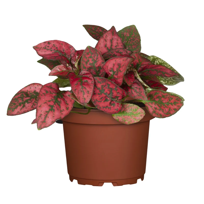 Mini-Punktblume