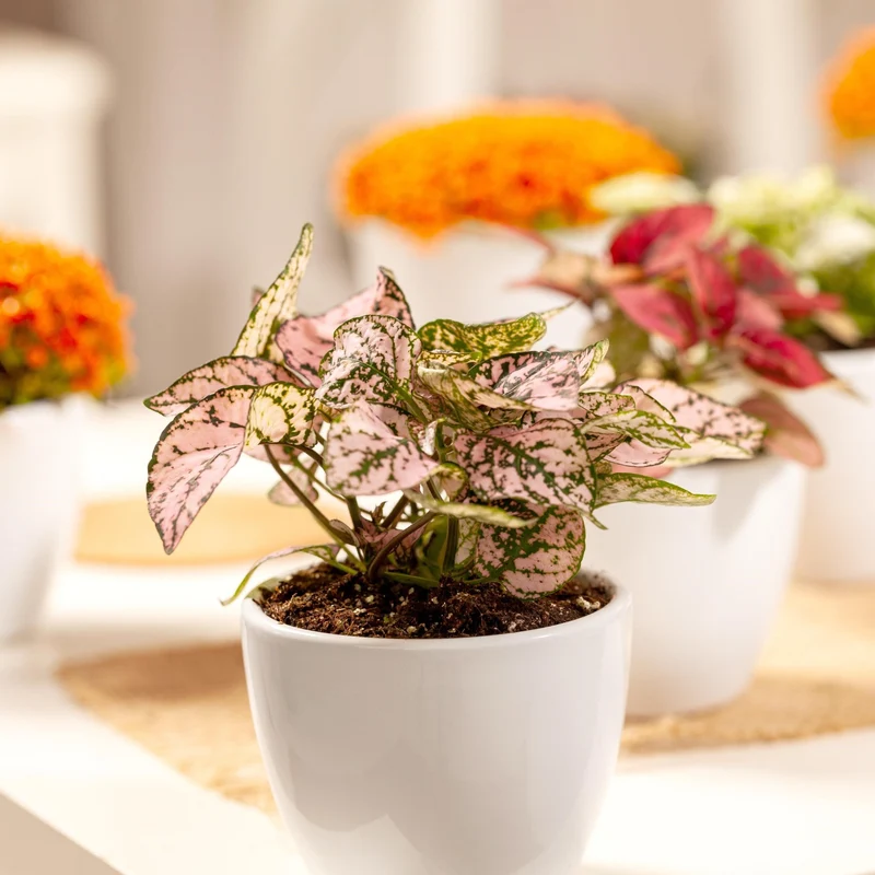 Mini-Punktblume