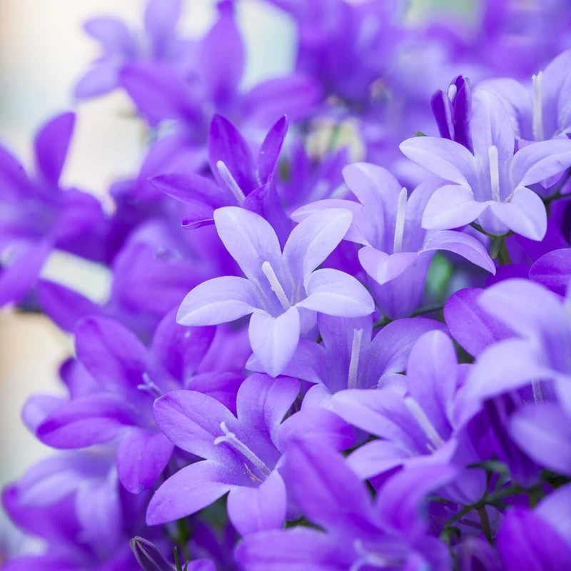 Polster-Glockenblume