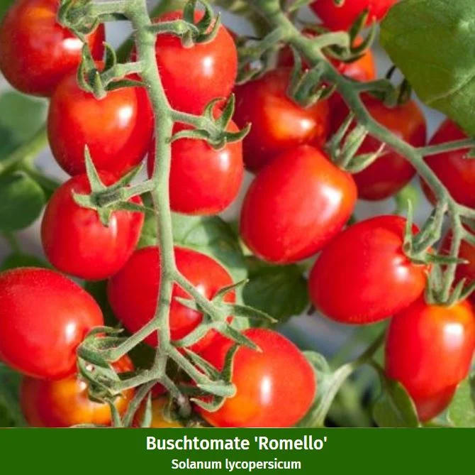 Gemüse-Set "Balkonfrische"