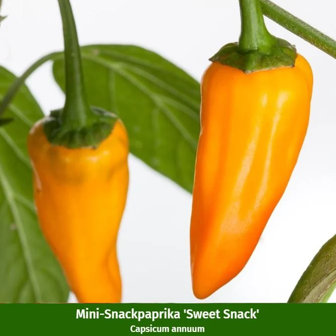 Gemüse-Set "Snackvielfalt"