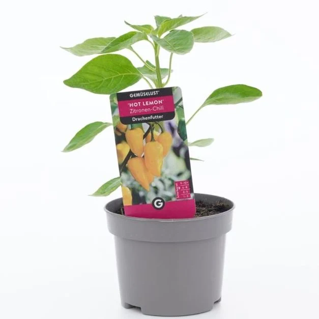 Chilli 'Hot Lemon'