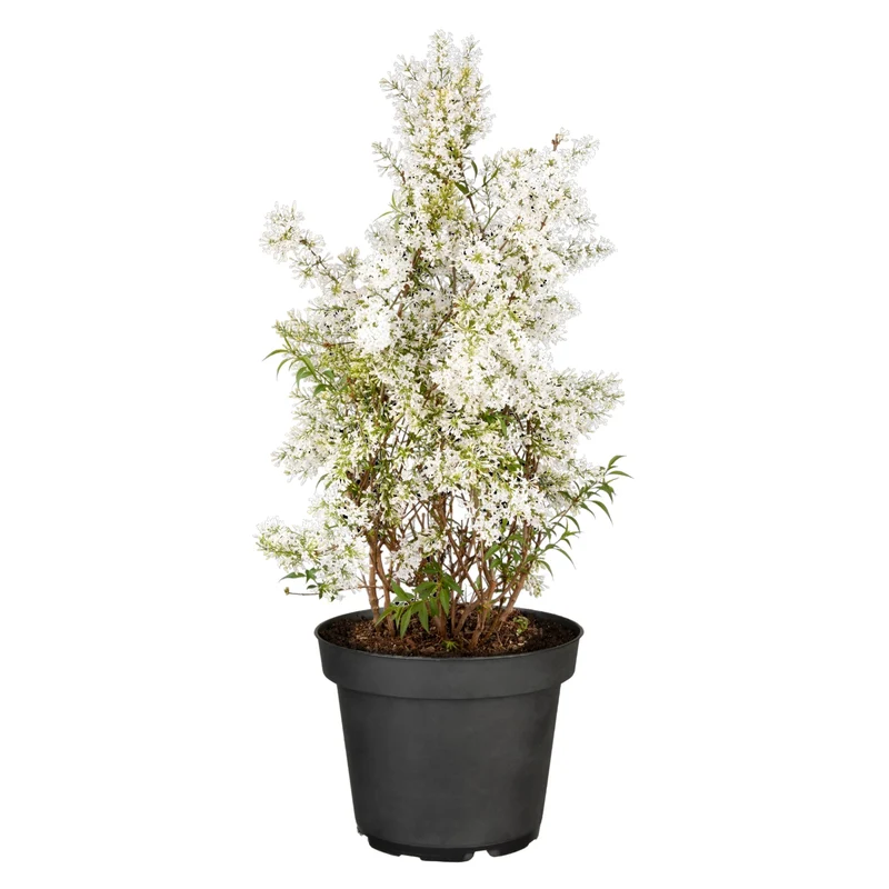 Persischer Flieder 'Alba'