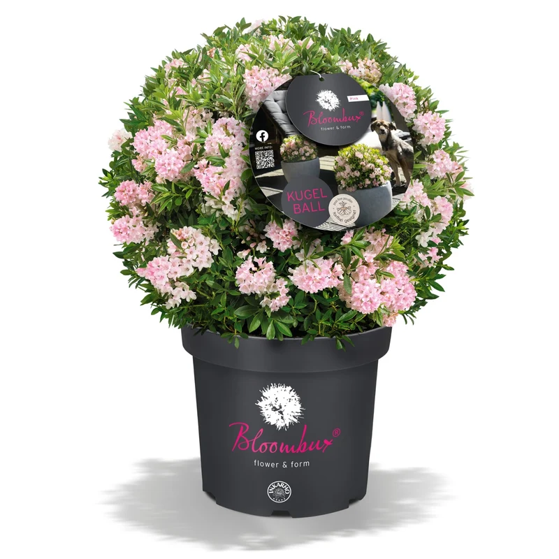Buchsbaum-Ersatz 'Bloombux®' Kugel