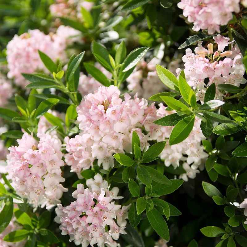 Buchsbaum-Ersatz 'Bloombux®' Kugel
