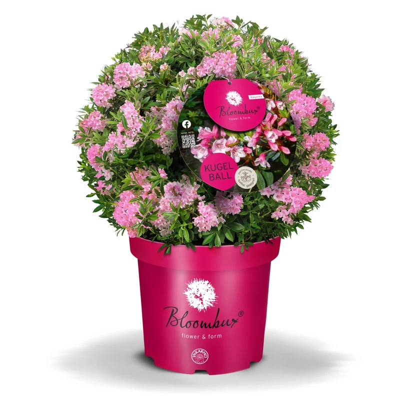 Buchsbaum-Ersatz 'Bloombux®' Kugel