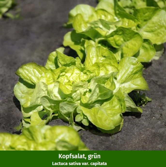 Gemüse-Set "Kopfsalat-Mix in Rot & Grün"