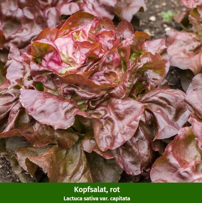 Gemüse-Set "Kopfsalat-Mix in Rot & Grün"