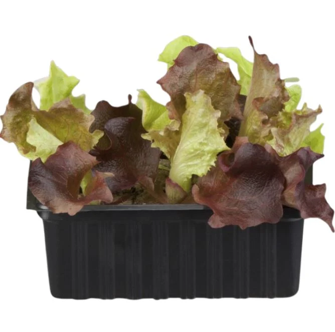 Gemüse-Set "Kopfsalat-Mix in Rot & Grün"
