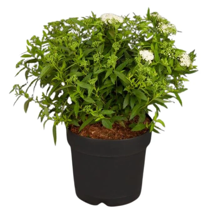 Weiße Zwergspiere 'Albiflora'