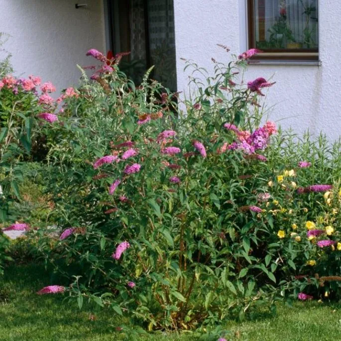 Schmetterlingsflieder 'Ile de France'