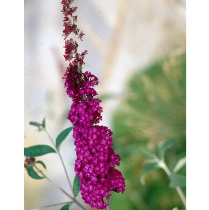 Schmetterlingsflieder 'Ile de France'