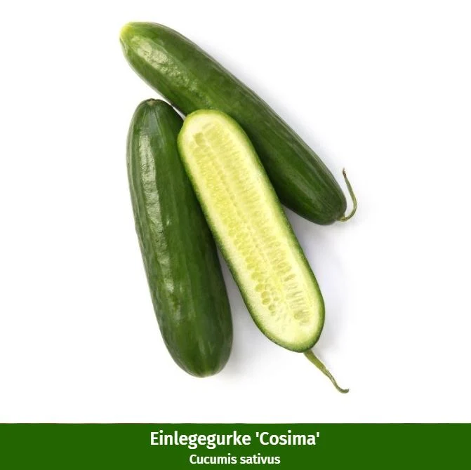 Gemüse-Set "Gartenklassiker"
