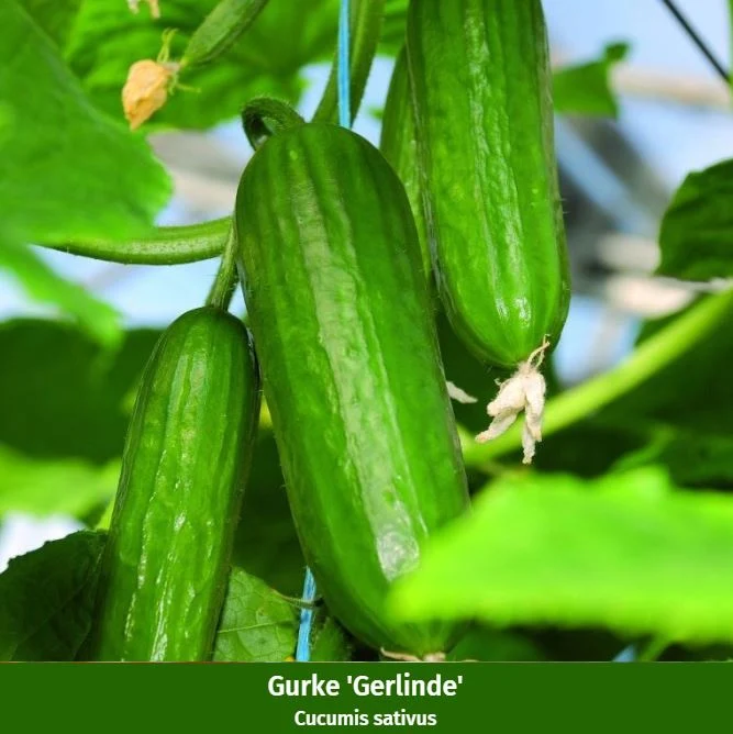 Gemüse-Set "Gartenvielfalt für Anfänger"