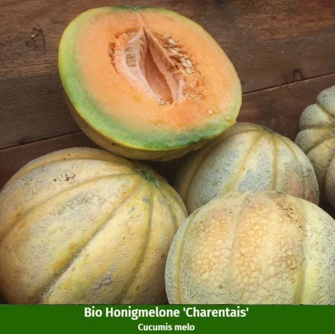 Gemüse-Set "Gartenvielfalt für Anfänger"