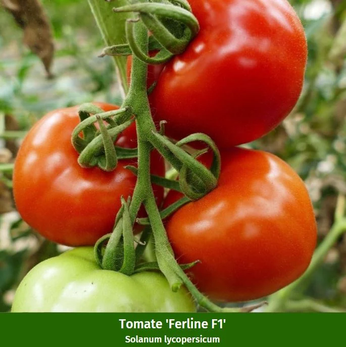Gemüse-Set "Gartenvielfalt für Anfänger"
