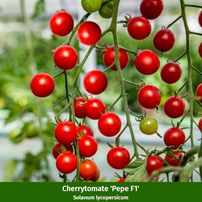 Gemüse-Set "Gartenvielfalt für Anfänger"
