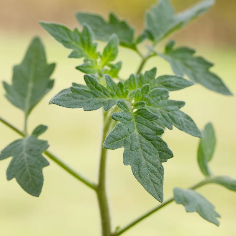 Fleischtomate, veredelt