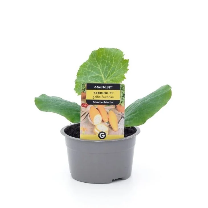 Zucchini 'Sebring', F1