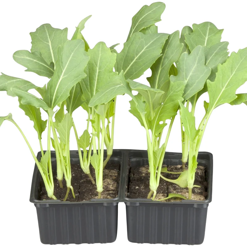 Gemüse-Set "Kohlrabi-Mix"