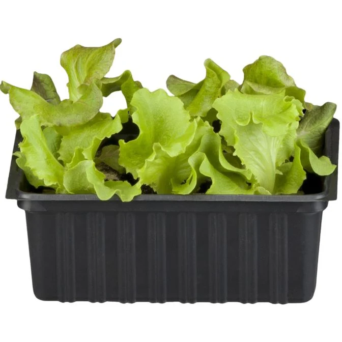 Gemüse-Set "Kopfsalat-Mix"