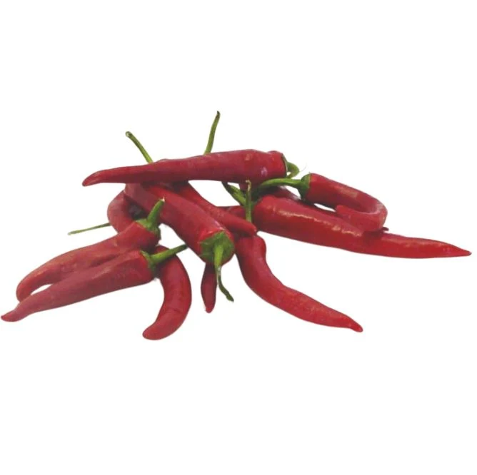 Chilli 'Demon Red'