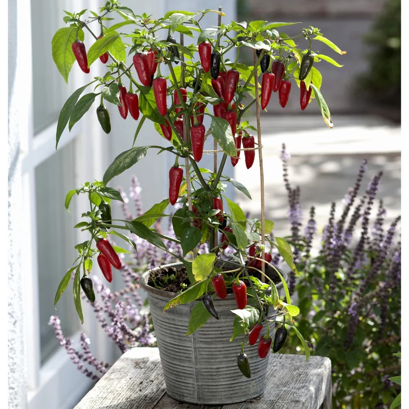 Peperoni 'Jalapeno'