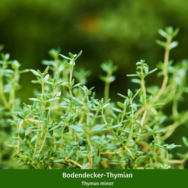 Bodendecker-Set "Thymian Teppich"