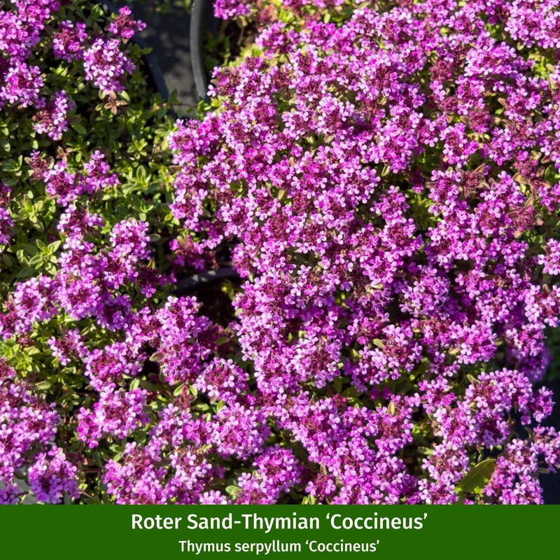 Bodendecker-Set "Duftender Thymian"