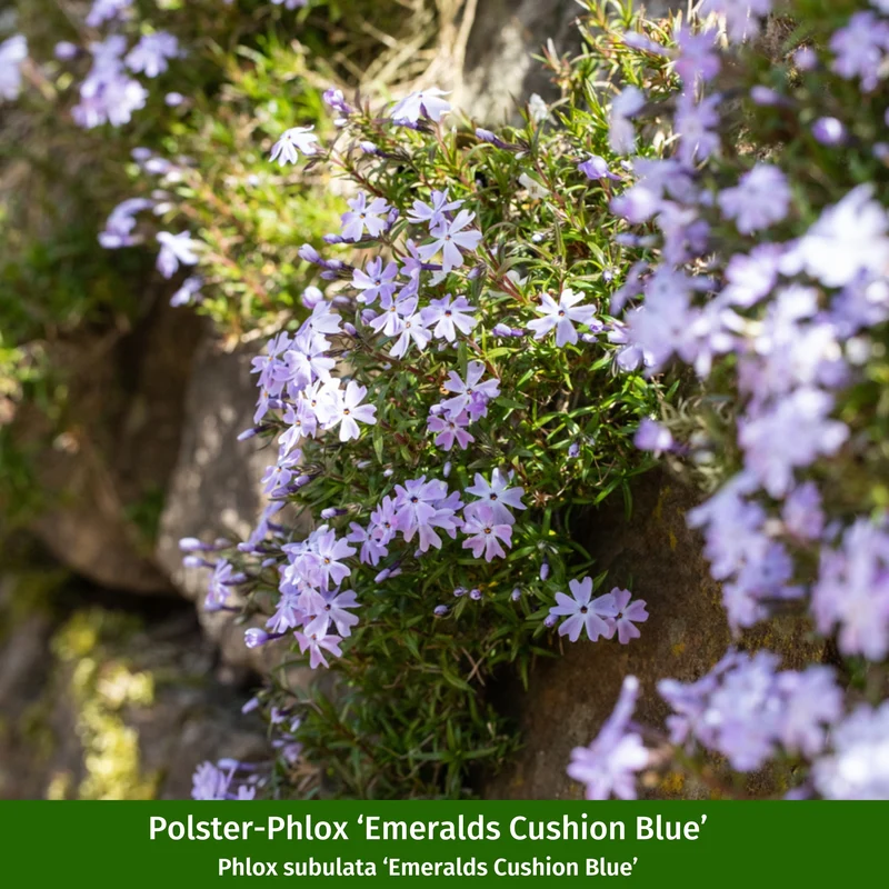 Bunter Phlox-Mix