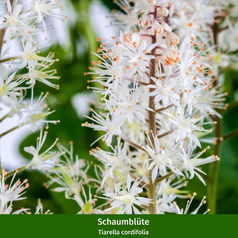 Staudenbeet "Schattenzauber"