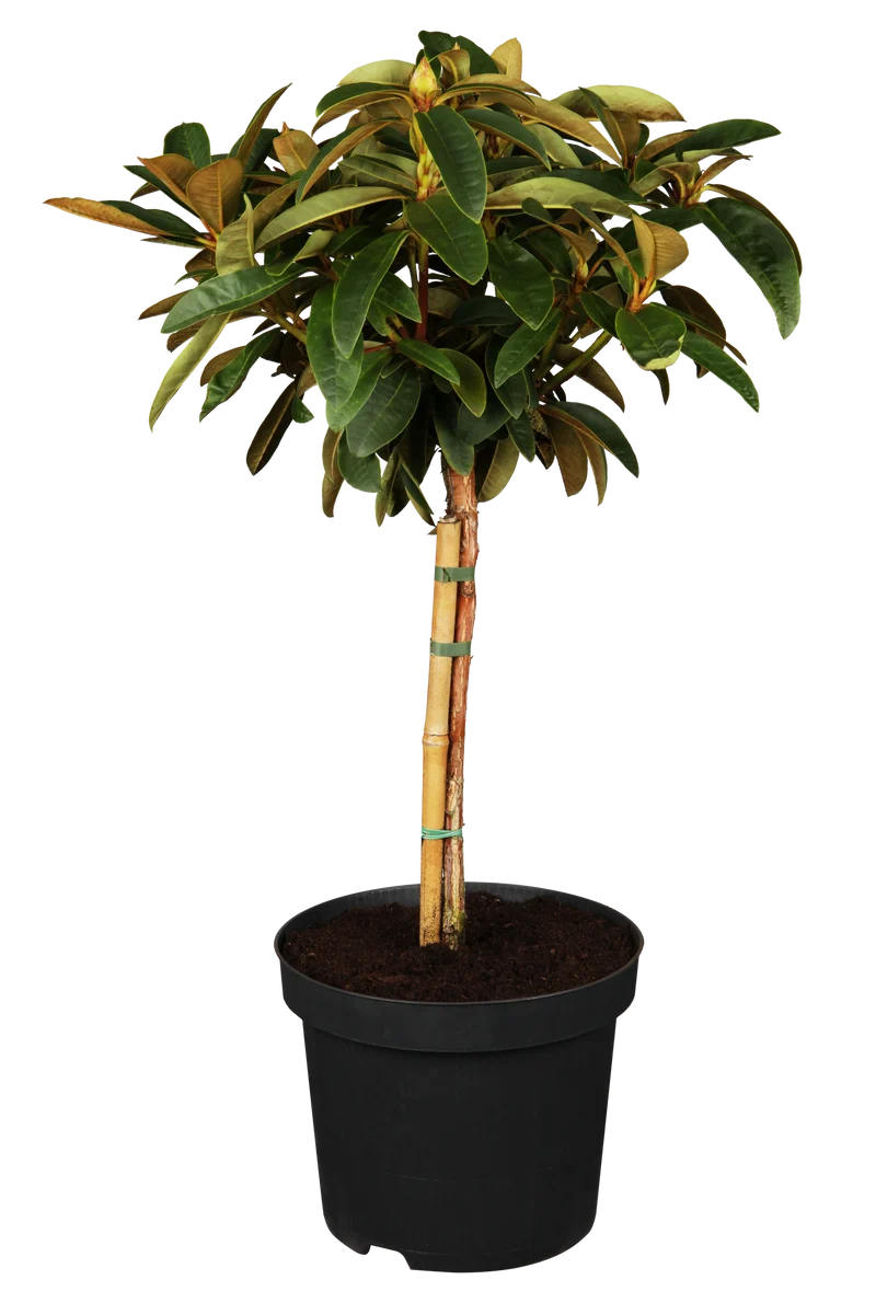 Rhododendron 'Brisanz'