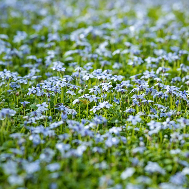 Bodendecker-Set "Blaues Blütenmeer"