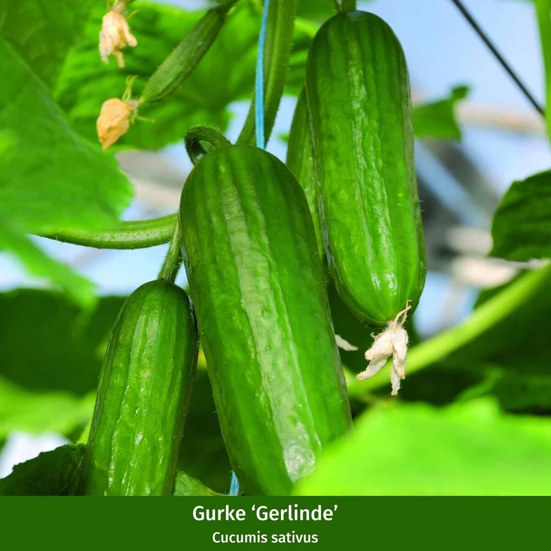 Gemüse-Set "Gurken Klassiker"