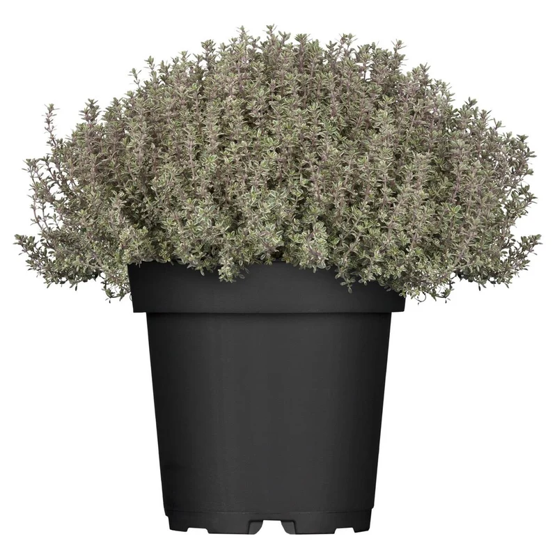 Thymian 'Silver Queen'
