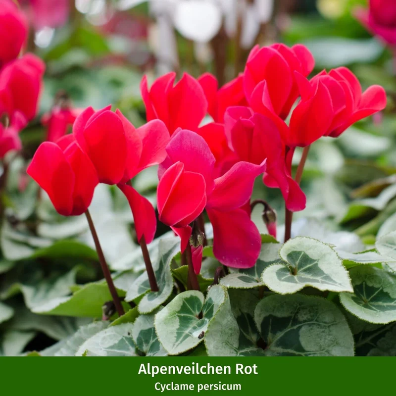 Balkonblumen "Winterliche Kontraste"