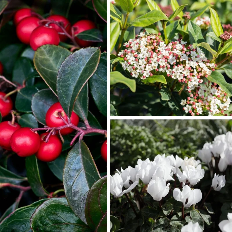 Balkonblumen "Winterzauber in Blüten und Beeren"