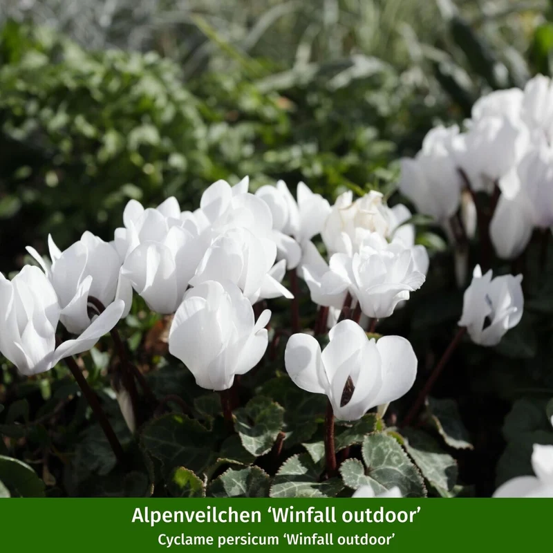 Balkonblumen "Winterzauber in Blüten und Beeren"