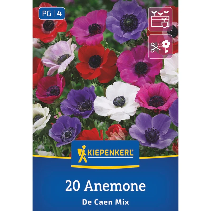 Kiepenkerl Kronen-Anemone 'De Caen Mix'