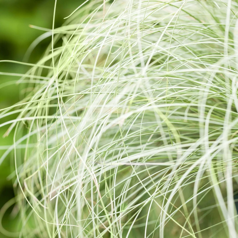 Neuseeländische Segge 'Frosted Curls'