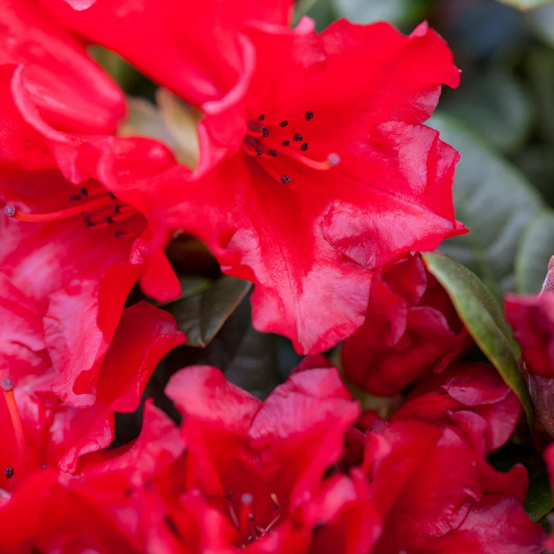 Rhododendron 'Scarlet Wonder'